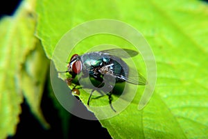 Meat flies are called sarcophagidae. These flies are sometimes perched on green leaves