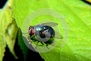 Meat flies are called sarcophagidae. These flies are sometimes perched on green leaves