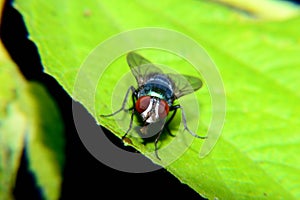 Meat flies are called sarcophagidae. These flies are sometimes perched on green leaves