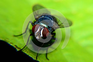 Meat flies are called sarcophagidae. These flies are sometimes perched on green leaves