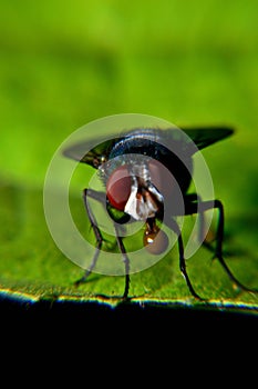 Meat flies are called sarcophagidae. These flies are sometimes perched on green leaves