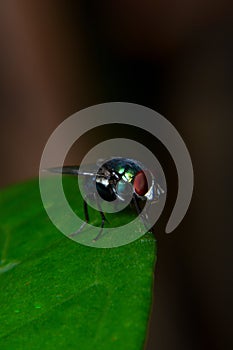 Meat flies are called sarcophagidae. These flies are sometimes perched on green leaves