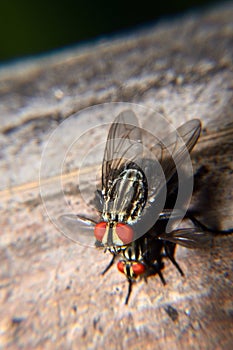 Meat flies are called sarcophagidae. These flies are sometimes perched on green leaves