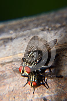 Meat flies are called sarcophagidae. These flies are sometimes perched on green leaves