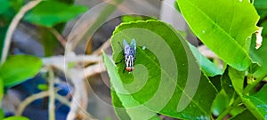 This is a meat fly of the Sarcophagidae family photo