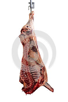 A Meat industry, meats hanging in the cold store. Cattles cut and hanged on hook in a slaughterhouse isolated on a white