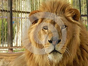 King jungle lion in the zoo, beautiful animal