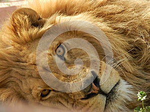 King jungle lion in the zoo, beautiful animal