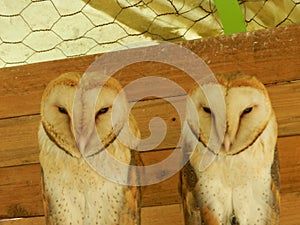 beautiful owls in the zoo garden