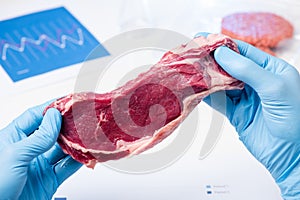 Meat in lab scientist hands. Meat inspection control check or artificial cultured meat
