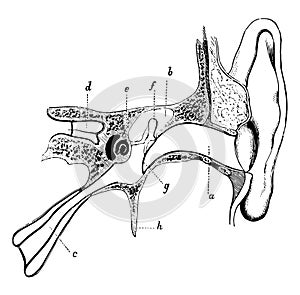 Meatus and Eustachian Tube of the Ear, vintage illustration