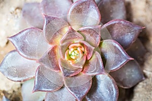 Meaty plant close up