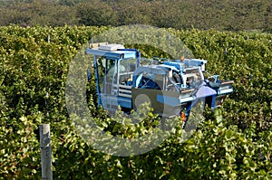 Mechanical Grape Harvest