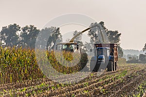 Mechanical harvesting of maize plants