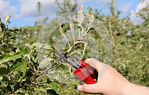 Mechanical removal of apple leaves infected and damaged by fungus disease powdery mildew