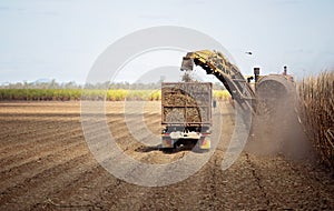 Mechanically Harvesting Sugar Cane