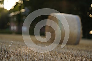Mechanically rolled sheaf of hay. Yellowed grass, coiled in a spiral to store hay for the winter. Selective focus photo