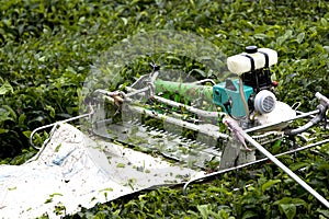 Mechanised Tea Leaf Harvester