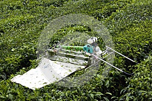 Mechanised Tea Leaf Harvester