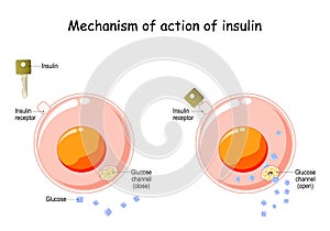 How does insulin work photo