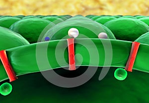 Structure of the molecule