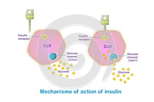 Mechanism of action of insulin. How does insulin work scheme. Illustration for education, medical banner