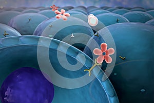 Mechanism of action of insulin