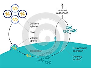 Mechanism of action - messenger RNA vaccine