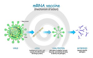 Mechanism of action of the RNA vaccine photo