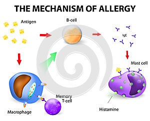 Mechanism of allergy