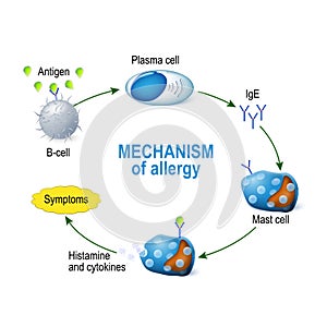 Mechanism of allergy. Mast cells and allergic reaction photo