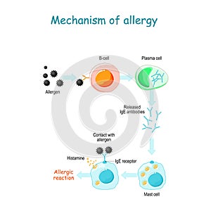 Mechanism of allergy photo