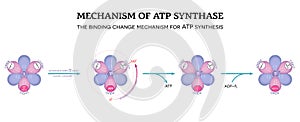 Mechanism of ATP synthase