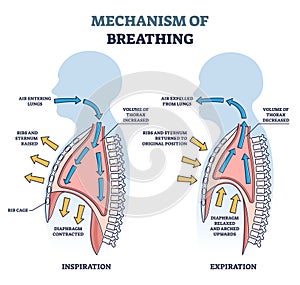 Mechanism of breathing with anatomical process explanation outline diagram