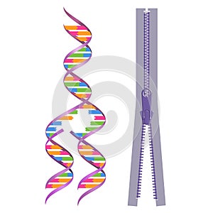 Mechanism of DNA replication. Replication model with zipper photo