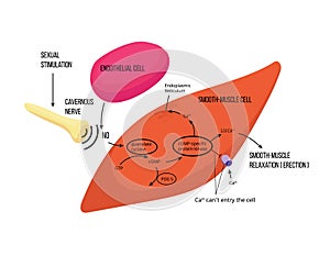 Mechanism of male erection. Male erectile function mechanism