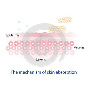Mechanism of nutrient absorption through skin layer .