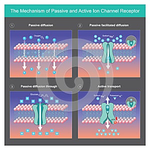 The Mechanism of Passive and Active Ion Channel Receptor.