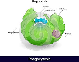 Mechanism of Phagocytosis process. endocytosis of microbe, phagocytosis by immune cells macrophage, neutrophil, dendritic cell.