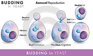 Mechanism Of reproduction in Yeast micro organism or fungus and stages of budding in yeast photo