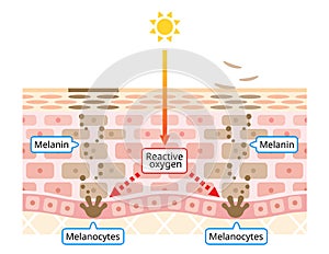 Mechanism of skin cell turnover illustration. Melanin and melanocytes in human skin layer. beauty and skin care photo