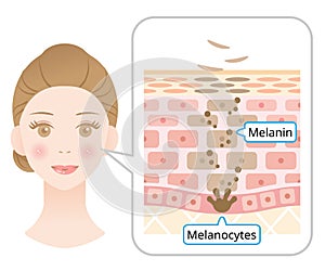 Mechanism of skin cell turnover illustration. Melanin and melanocytes in human skin layer with woman face. beauty and skin care