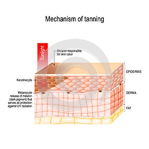 Mechanism of tanning. skin pigmentation. Cross-section of the human skin photo