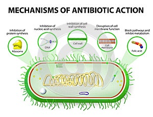 Mechanisms of Action of Antimicrobials photo