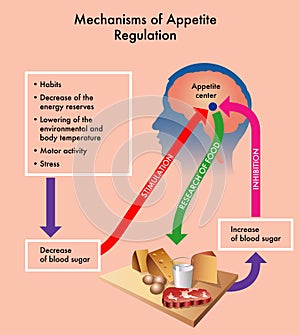 Mechanisms of appetite regulation