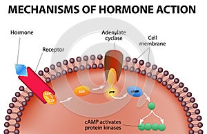 Mechanisms of hormone action photo