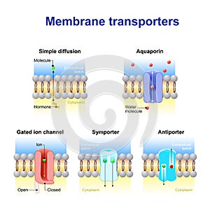 Mechanisms for the transport of ions and molecules across cell m photo