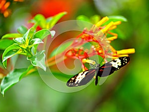 Mechanitis butterfly in aviary