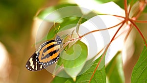 Mechanitis butterfly on leaf