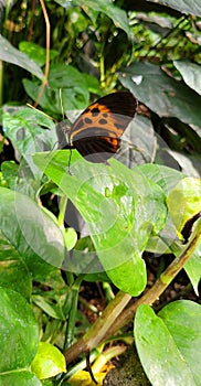 Mechanitis polymnia common tiger